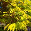 Japanse esdoorn | Solitaire karakterboom