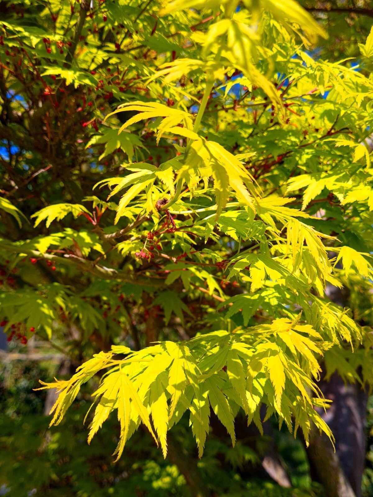 Japanse esdoorn | Solitaire karakterboom