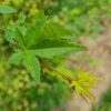 Japanse esdoorn | Solitaire karakterboom