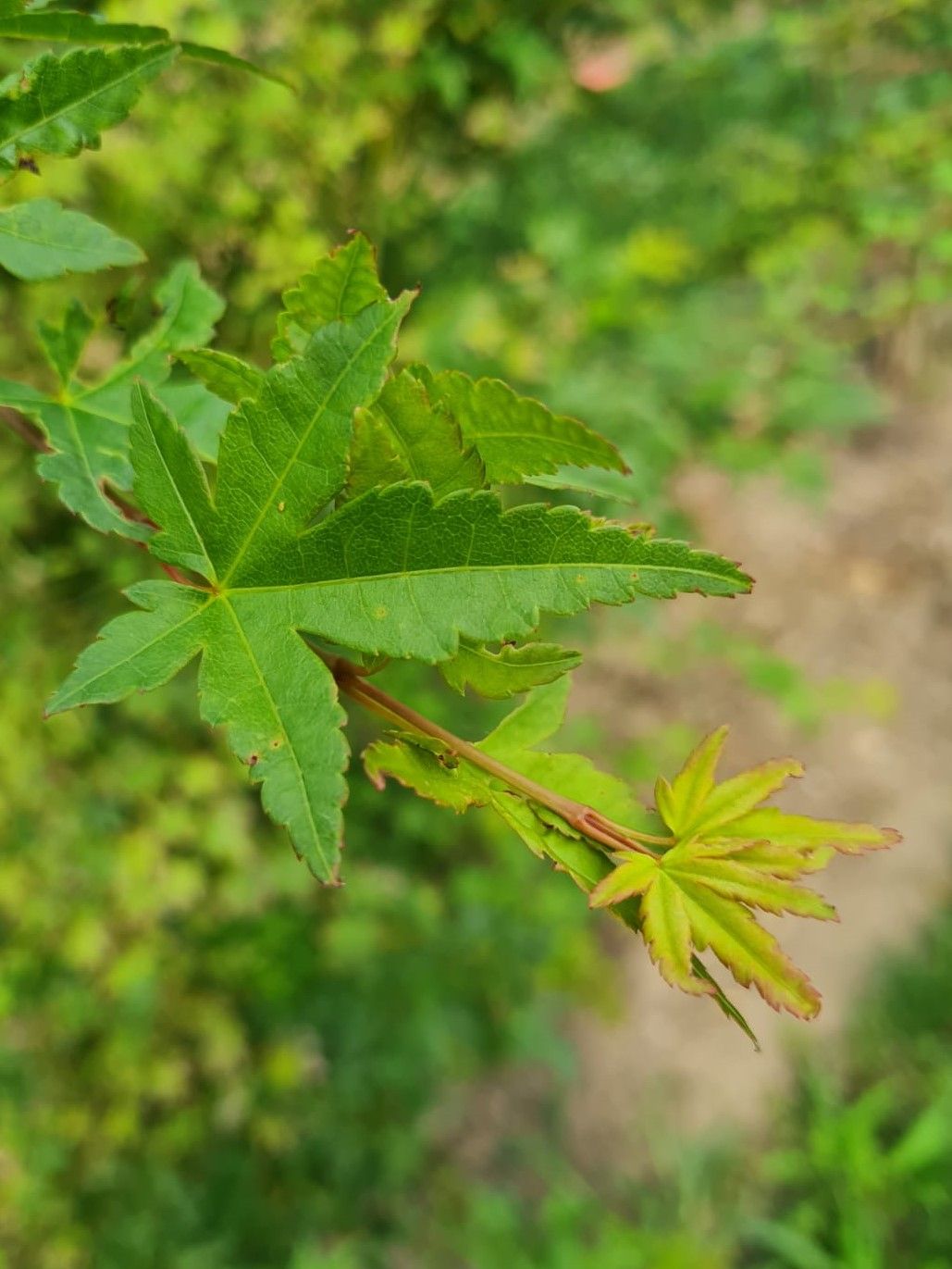 Japanse esdoorn | Solitaire karakterboom