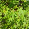 Japanse esdoorn | Solitaire karakterboom