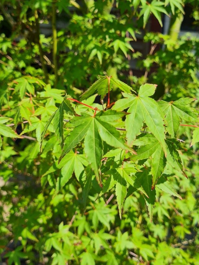 Japanse esdoorn | Solitaire karakterboom