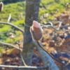 Japanse magnolia | Halfstam