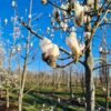 Japanse magnolia | Halfstam