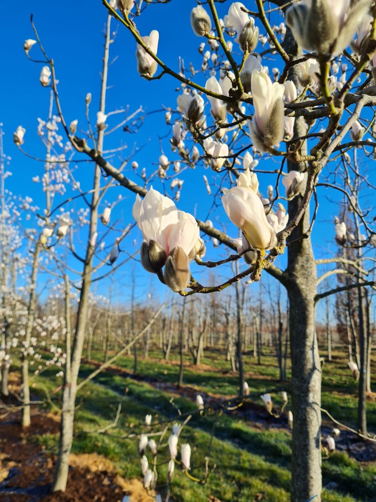 Japanse magnolia | Halfstam