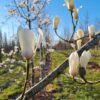 Japanse magnolia | Halfstam