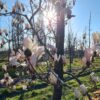 Japanse magnolia | Halfstam