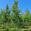Japanse magnolia | Halfstam