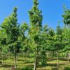 Japanse magnolia | Halfstam