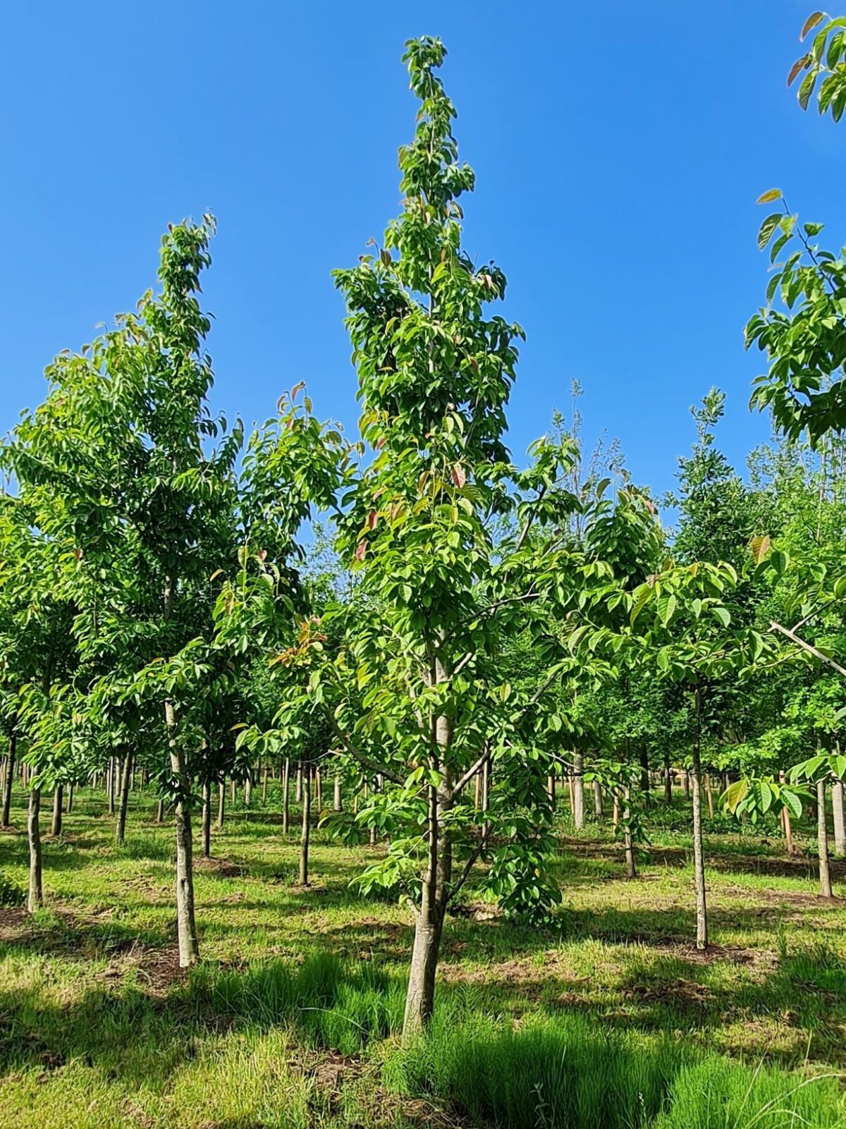 Japanse magnolia | Halfstam