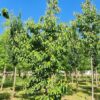 Japanse magnolia | Halfstam