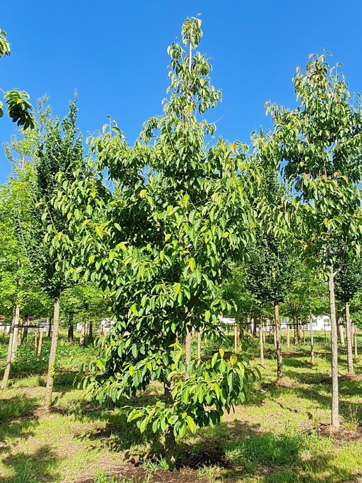 Japanse magnolia | Halfstam