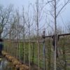 Japanse magnolia | Hoogstam