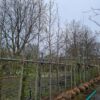 Japanse magnolia | Hoogstam
