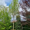 Japanse magnolia | Hoogstam