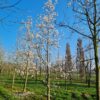 Japanse magnolia | Hoogstam