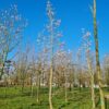 Japanse magnolia | Hoogstam