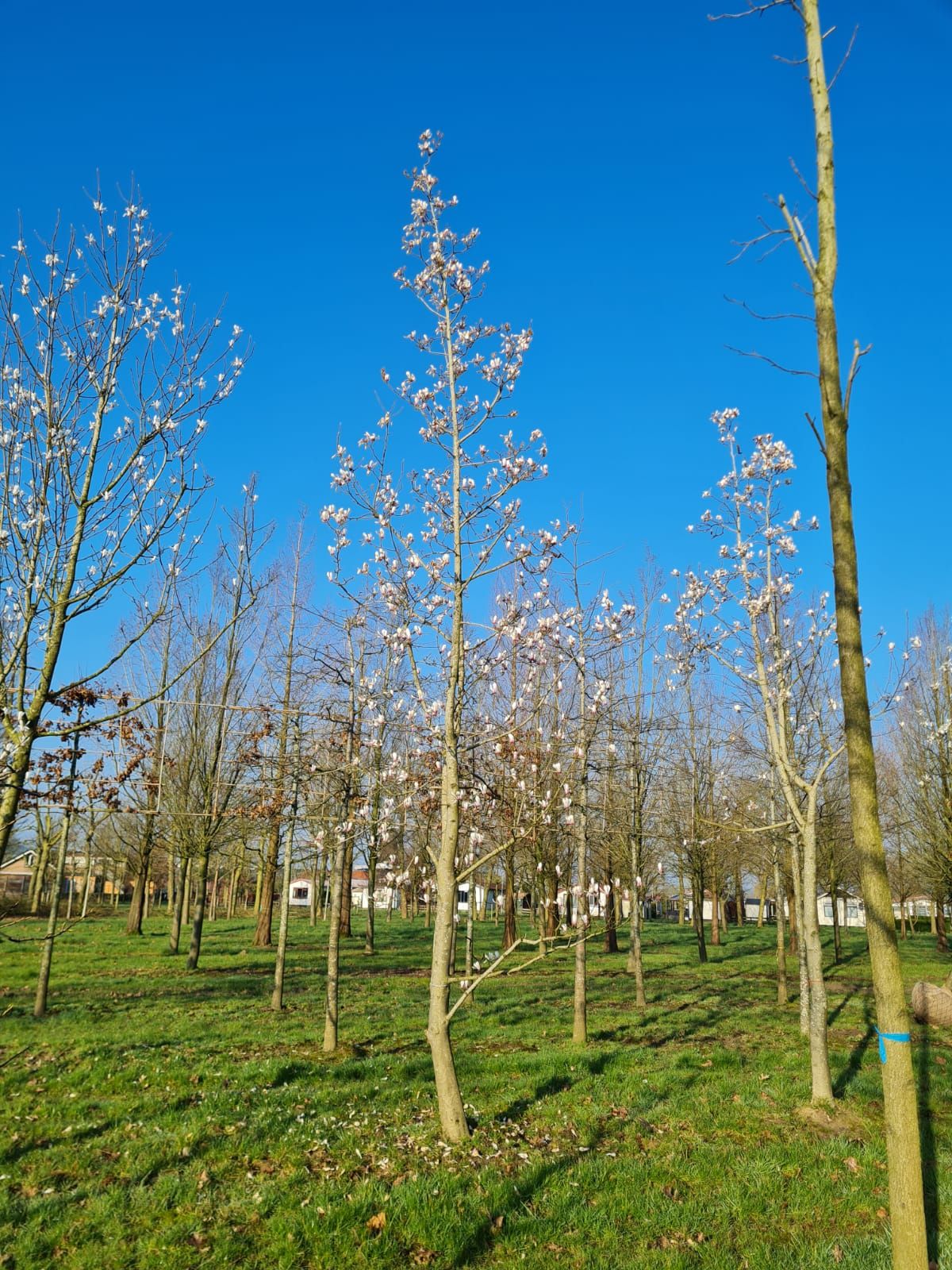 Japanse magnolia | Hoogstam