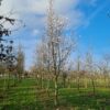 Japanse magnolia | Hoogstam