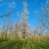 Japanse magnolia | Hoogstam