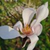 Japanse magnolia | Halfstam