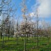 Japanse magnolia | Hoogstam