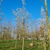 Japanse magnolia | Hoogstam