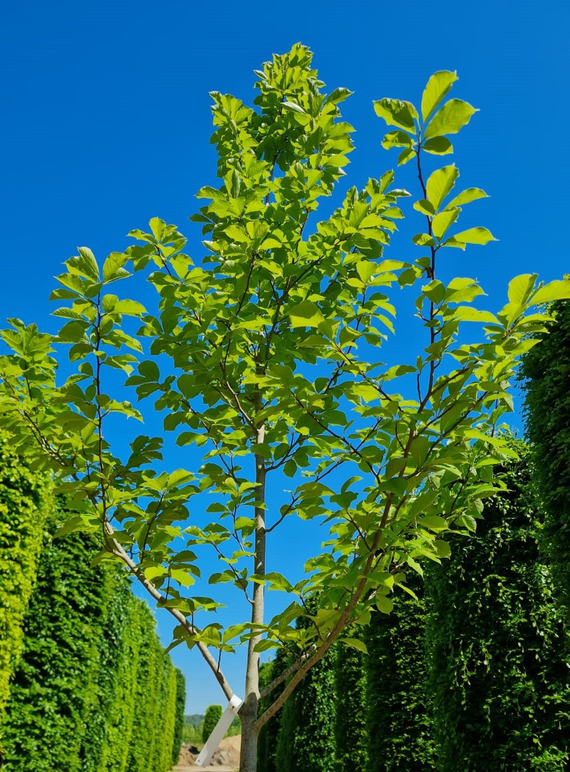 Japanse magnolia | Halfstam