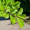 Japanse magnolia | Halfstam