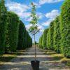 Japanse magnolia | Hoogstam