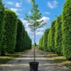 Japanse magnolia | Hoogstam