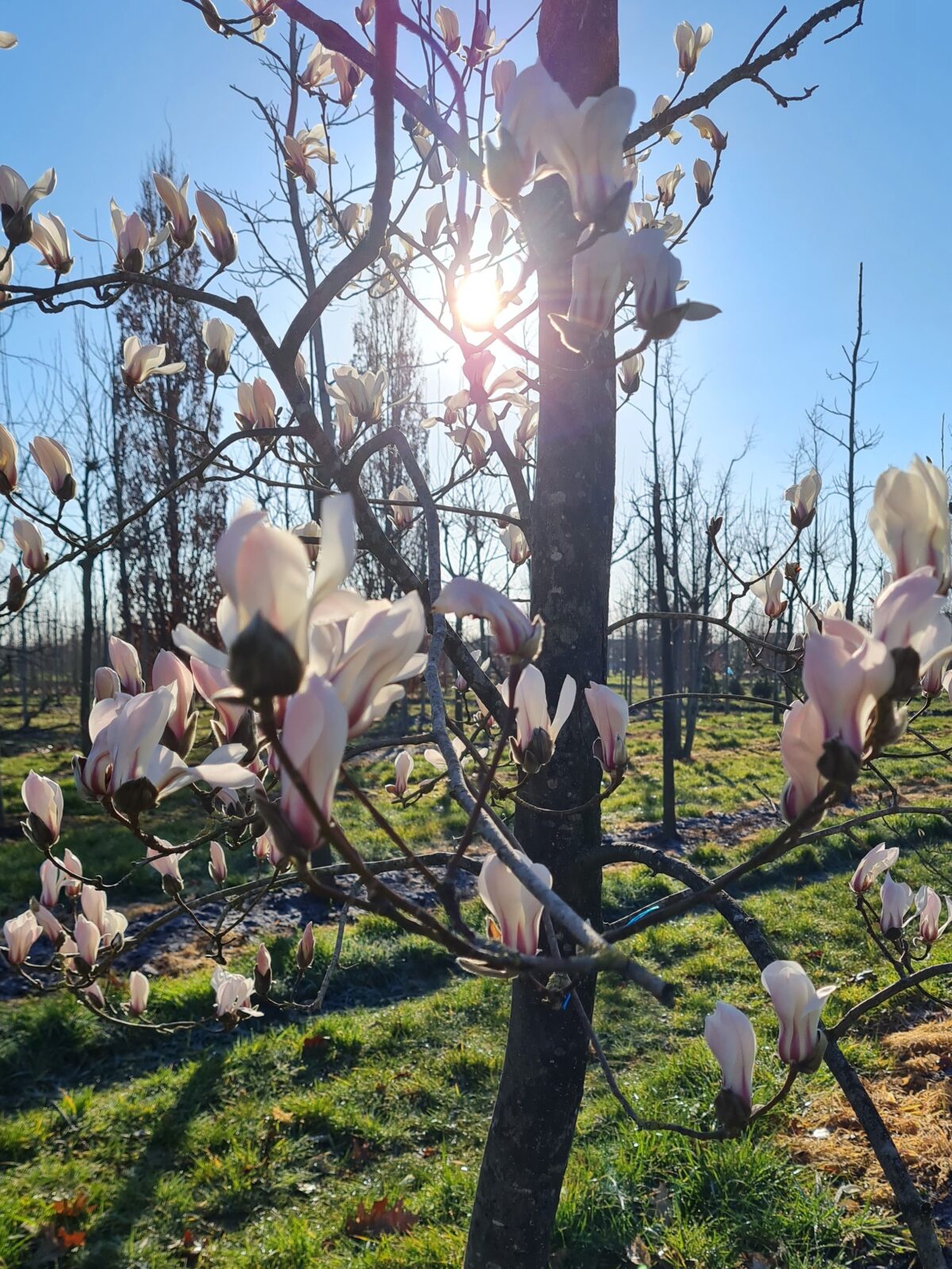 Japanse magnolia | Laagstam