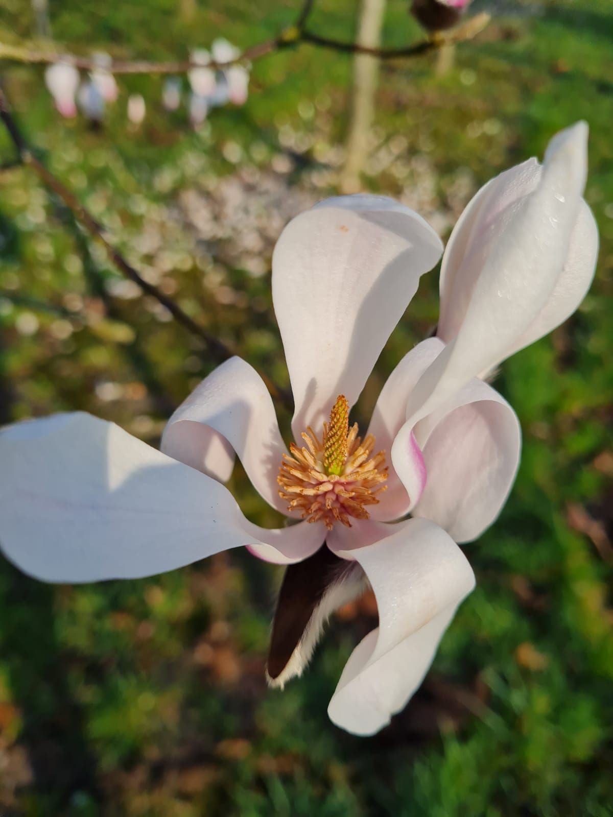 Japanse magnolia | Laagstam