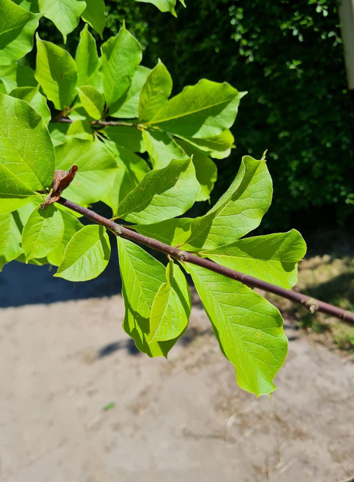 Japanse magnolia | Laagstam
