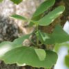 Japanse notenboom (Ginkgo) | Laagstam