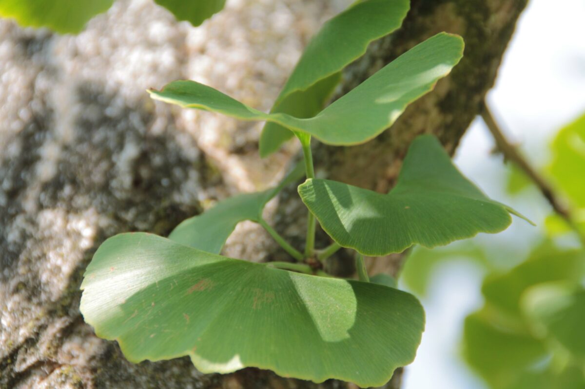 Japanse notenboom (Ginkgo) | Laagstam