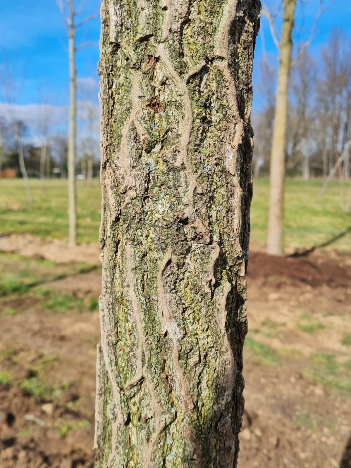 Japanse notenboom (Ginkgo) | Halfstam