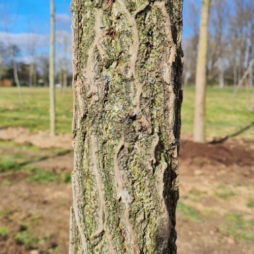 Japanse notenboom (Ginkgo) | Halfstam