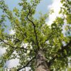 Japanse notenboom (Ginkgo) | Halfstam