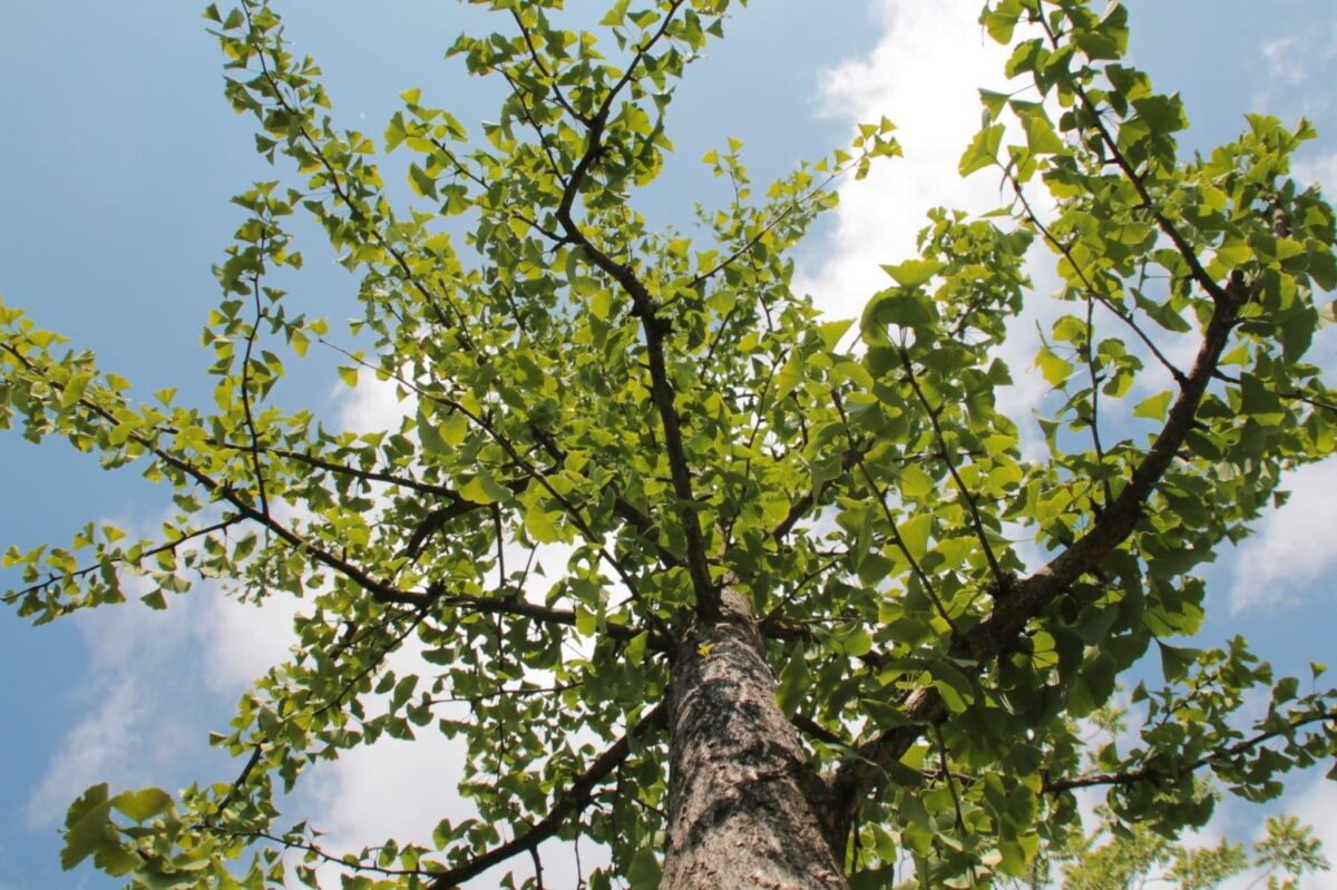 Japanse notenboom (Ginkgo) | Halfstam