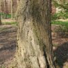 Japanse notenboom (Ginkgo) | Hoogstam