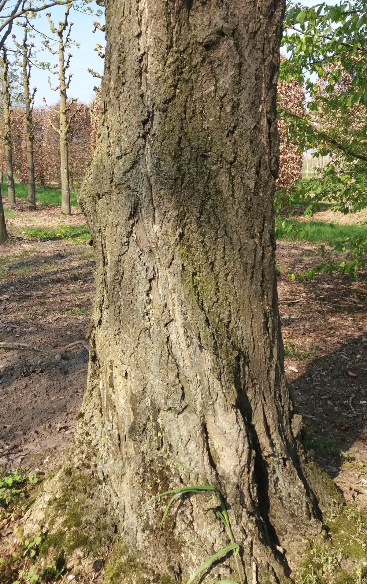 Japanse notenboom (Ginkgo) | Hoogstam