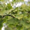 Japanse notenboom (Ginkgo) | Hoogstam