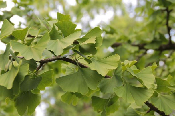 Japanse notenboom (Ginkgo) | Hoogstam