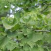 Japanse notenboom (Ginkgo) | Hoogstam