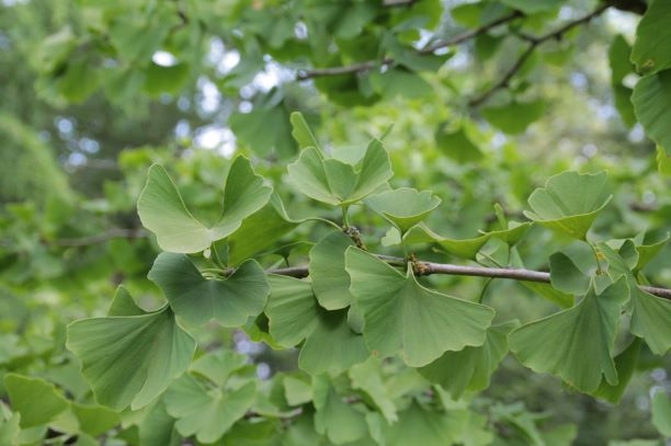 Japanse notenboom (Ginkgo) | Hoogstam