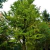 Japanse notenboom (Ginkgo) | Hoogstam