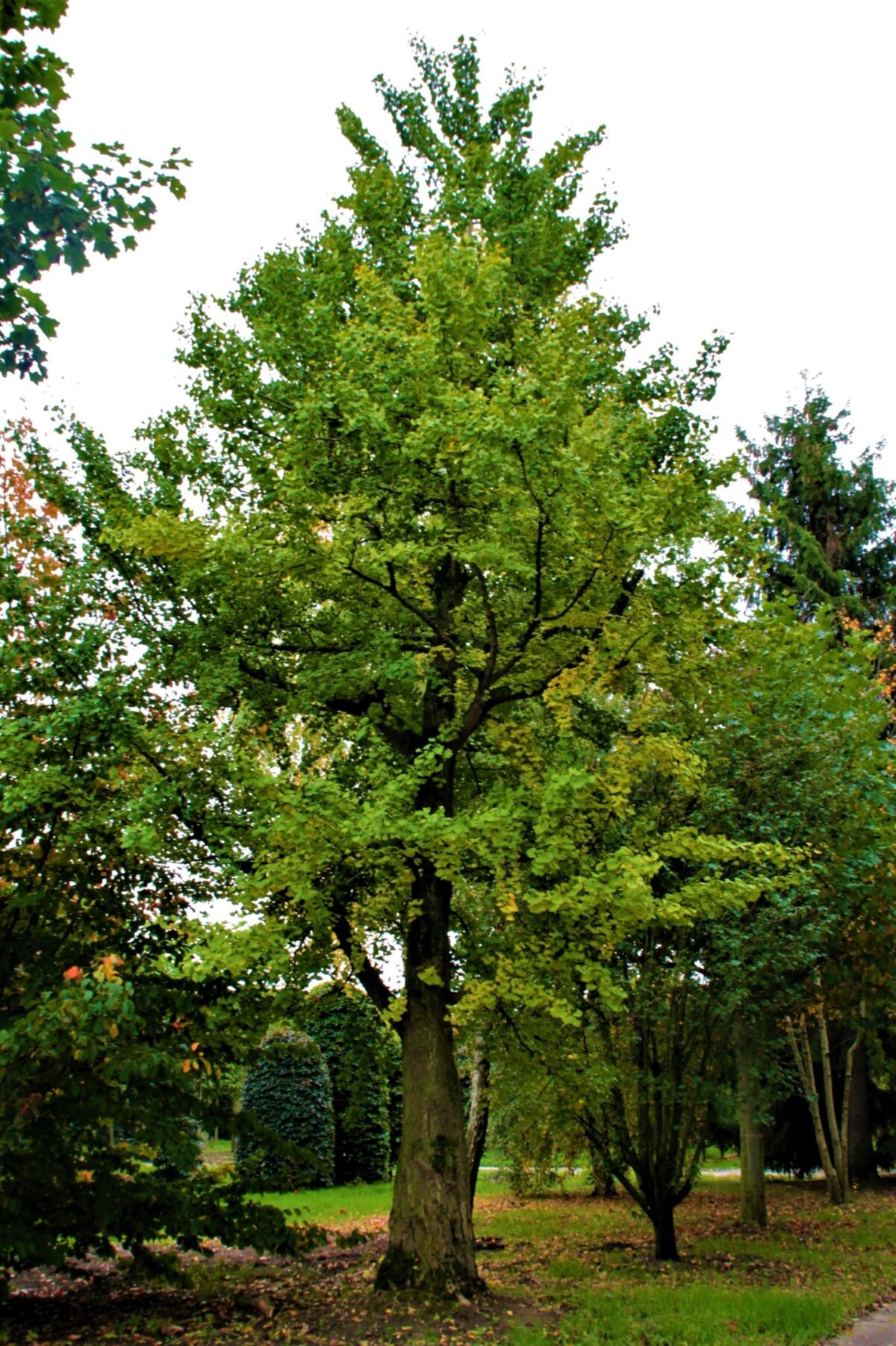 Japanse notenboom (Ginkgo) | Hoogstam