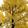Japanse notenboom (Ginkgo) | Hoogstam