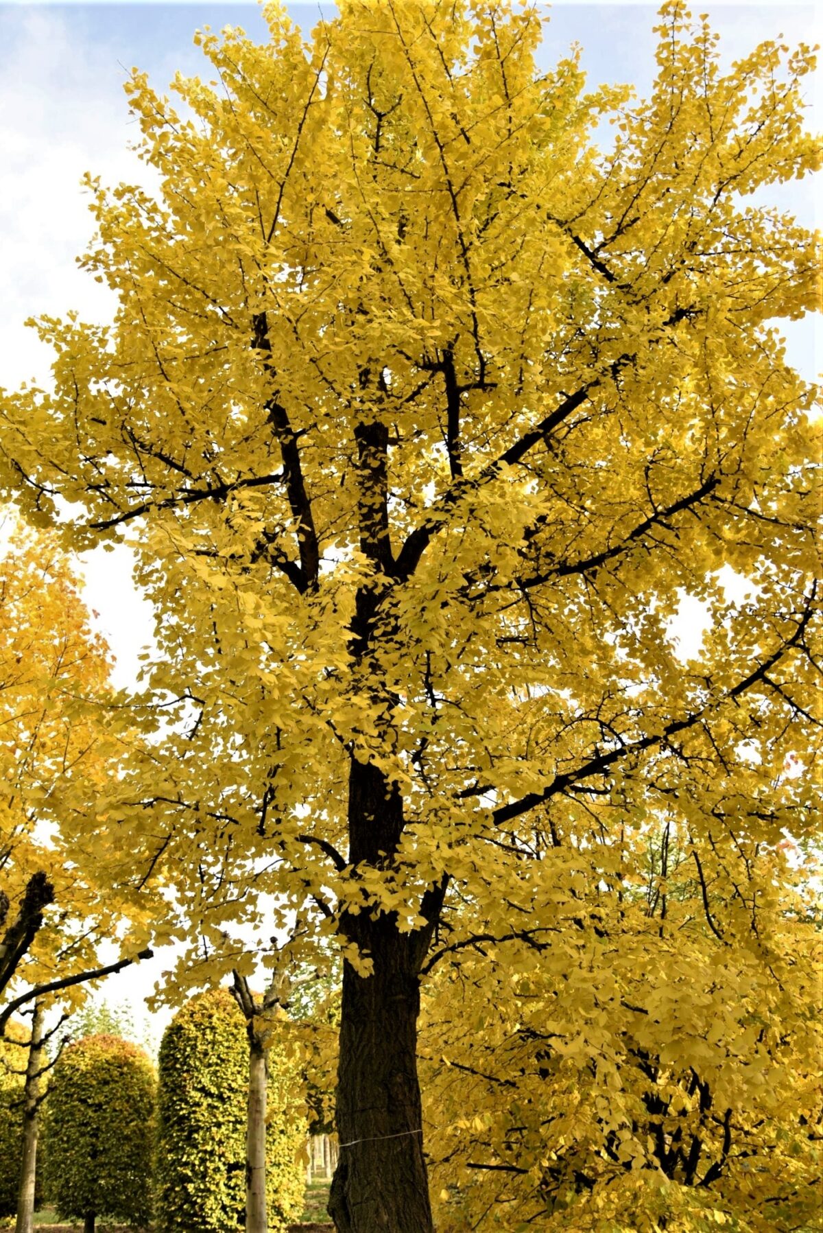 Japanse notenboom (Ginkgo) | Hoogstam